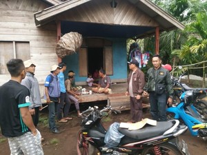 Harimau Masuk Kampung di Pelalawan Riau, BBKSDA Pasang Kamera Trap