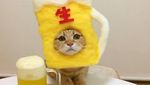 Gemasnya 8 Kostum Kucing Lucu yang Mirip Makanan Aslinya