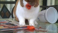 Kalau kelinci yang satu ini, terlihat seperti tengah memakai lipstick menggunakan warna merah. Padahal kelinci ini habis makan buah strawberry. Imut ya? Foto: Istimewa