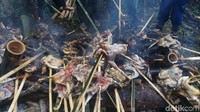 Detikcom bersama warga Lerep, Rabu (10/4/2019) berkesempatan mendaki lereng Gunung Ungaran untuk menuju Wangan Cenginging. Nama Wangan bagi masyarakat setempat bermakna sumber air yang besar. Sedangkan Cenginging bermakna air yang jernih. 