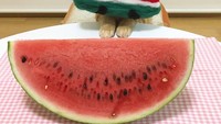 Kucing asal Jepang yang bernama Kibimomo ini termasuk kucing kesayangan karena ia dibuatkan aneka kostum lucu. Pemiliknya sengaja membuatkan aneka kostum makanan mulai bentuk semangka hingga bentuk sushi.  Foto: instagram