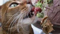 Selain makan ikan rupanya, kucing juga paling senang dengan buah strawberry lho. Foto: Istimewa