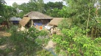 Ada di Delta Gangga, Sundarbans adalah hutan bakau terbesar di dunia, hutan ajaib dengan ratusan pulau dan membentang lebih dari 10.000 km persegi. Selama ratusan tahun, predator ini telah hidup berdampingan dengan orang-orang setempat (BBC Travel)