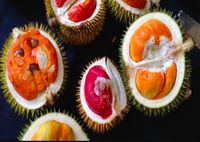 Download 7300 Gambar Durian Botak Paling Baru HD