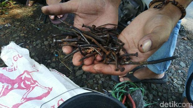 Pemuda Ciamis Cabut Ratusan APK yang Dipaku di Pohon