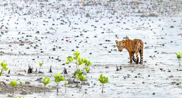 Harimaunya bersembunyi jauh di kedalaman hutan, berenang dari pulau ke pulau dan telah dikenal untuk menyerang apa pun, atau siapa saja yang berani berjalan terlalu dekat (BBC Travel) Harimaunya bersembunyi jauh di kedalaman hutan, berenang dari pulau ke pulau dan telah dikenal untuk menyerang apa pun, atau siapa saja yang berani berjalan terlalu dekat (BBC Travel)