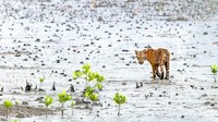 Harimaunya bersembunyi jauh di kedalaman hutan, berenang dari pulau ke pulau dan telah dikenal untuk menyerang apa pun, atau siapa saja yang berani berjalan terlalu dekat (BBC Travel)