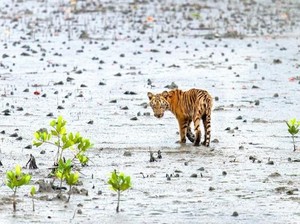 Kisah Muslim dan Hindu Bersatu Lawan Harimau Suruhan Setan