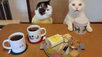 Begini jadinya ekspresi kesal mereka berdua jika hanya disediakan biskuit dan teh manis. Wah, tampaknya mereka ingin afternoon tea yang lengkap. Foto: Istimewa