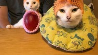 Meski berawal dari iseng semata, kini akun Instagram @naomiuno sudah diikuti lebih dari 145.000 followers dan banyak penggemar untuk dua kucing ini. Foto: Istimewa
