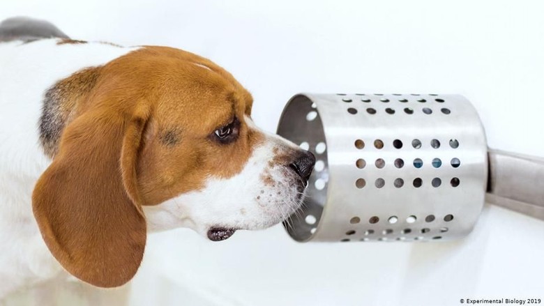 Ternyata! Anjing Pendeteksi Penyakit Kanker yang Luar Biasa Ternyata! Anjing Pendeteksi Penyakit Kanker yang Luar Biasa