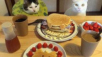 Selain hobi makan bersama sang pemilik. Dua kucing ini juga paling gemar menyantap pancake berbentuk wajah kucing, ditemani dengan buah strawberry dan cokelat hangat. Foto: Istimewa