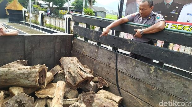 Barang bukti kayu sonokeling yang diamankan