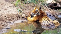 Lokasi penduduk dan Harimau Royal Bengal tinggal ada di hutan bakau yang lebat membentang di perbatasan India-Bangladesh. Harimau juga Dewi menyatukan umat Hindu dan Muslim di sana (BBC Travel) 