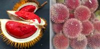 Download 460 Koleksi Gambar Durian Tanpa Duri Keren HD