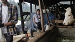 Patut Ditiru, 2 Bule Ini Bersihkan Sampah di Lembang