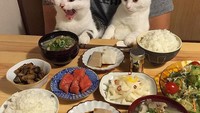 Pose dua kucing imut ini dijamin bikin gemas. Dengan ekspresi wajah yang tak sabar menyantap aneka makanan, dua kucing ini duduk dengan nyaman di pangkuan sang pemilik. Foto: Istimewa