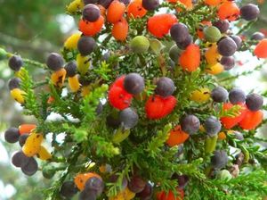 Keren! Pohon Ajaib Ini Hasilkan 40 Jenis Buah Mulai Plum hingga Almond