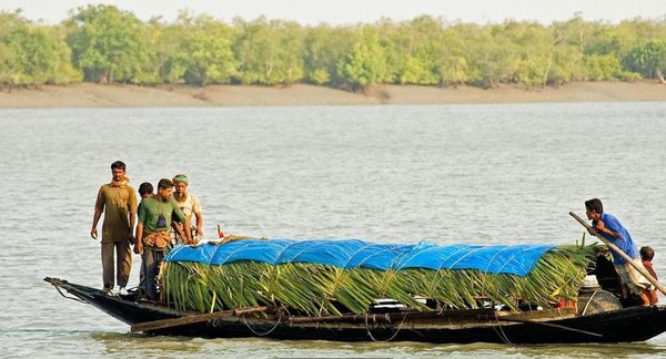 Bonbibi yang berasal dari Arab Saudi (versi Islam) melihat hutan dipenuhi harimau pemakan manusia dan diperintah oleh setan bernama Dakshin Rai. Bonbibi mengalahkan Dakshin Rai dan menyelamatkan hidupnya setelah dia berjanji untuk berhenti membiarkan harimau membunuh orang (BBC Travel) Bonbibi yang berasal dari Arab Saudi (versi Islam) melihat hutan dipenuhi harimau pemakan manusia dan diperintah oleh setan bernama Dakshin Rai. Bonbibi mengalahkan Dakshin Rai dan menyelamatkan hidupnya setelah dia berjanji untuk berhenti membiarkan harimau membunuh orang (BBC Travel)