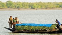 Bonbibi yang berasal dari Arab Saudi (versi Islam) melihat hutan dipenuhi harimau pemakan manusia dan diperintah oleh setan bernama Dakshin Rai. Bonbibi mengalahkan Dakshin Rai dan menyelamatkan hidupnya setelah dia berjanji untuk berhenti membiarkan harimau membunuh orang (BBC Travel)