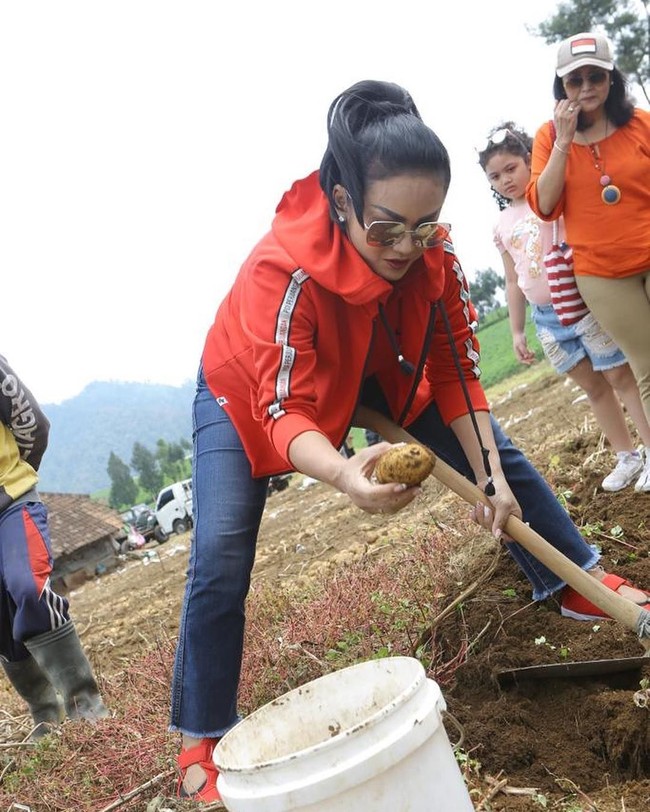 Salah satu kegiatan Krisdayanti ikut memanen kentang, memakai sneakers Nike dan kacamata Gucci. Foto: Dok. Instagram @krisdayantilemos