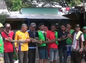 Bikin Resah! Piton Sepanjang 4 Meter Akhirnya Ditangkap