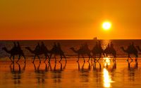 Naik unta di Broome (Summer Day)