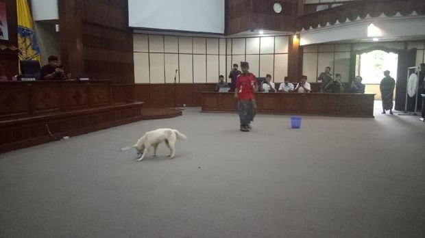 Hore Anjing Kintamani Diakui Sebagai Ras Asli Indonesia