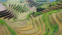 Terasering di Nepal, sawah-sawah di wilayah ini sungguh menakjubkan dan membuat suasana begitu murni dan eksklusif. Istimewa/easemytrip.com.