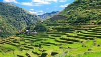 Sawah Banaue di Filipina, wilayah ini telah menjadi warisan UNESCO dan sering disebut sebagai keajaiban dunia ke 8, namun jajaran sawah berusia 2000 tahun ini terancam eksistensinya karena meningkatnya pariwisata. Istimewa/easemytrip.com.