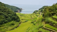 Sawah Hamanoura di Jepang, wilayah sawah yang mendekati pesisir pantai memberikan pemandangan yang indah, apalagi saat matahari terbenam dan menyebarkan gelombang merah dan oranye di laut. Istimewa/easemytrip.com.