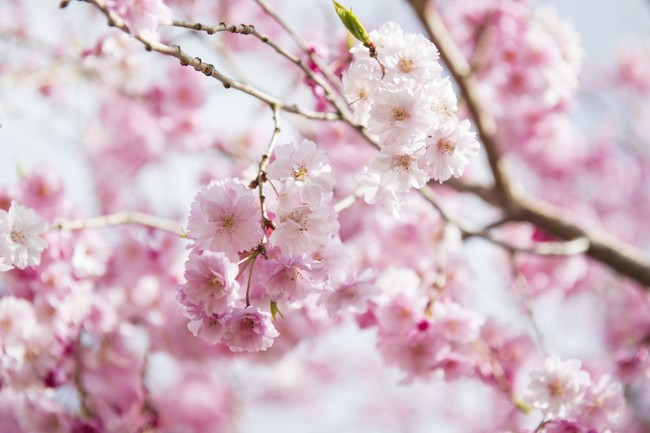 Ini 10 Hal yang Bikin Kamu Kangen Liburan ke Jepang