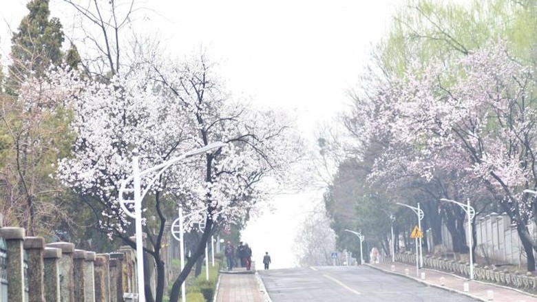 Pemilih Cuma 24 Orang, Kotak Suara Pemilu 2019 di Korea Utara Diawasi CCTV Pemilih Cuma 24 Orang, Kotak Suara Pemilu 2019 di Korea Utara Diawasi CCTV