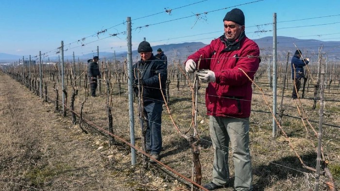 Kebun anggur di Tbilisi, Georgia. (Foto: Vano SHLAMOV / AFP) Kebun anggur di Tbilisi, Georgia. (Foto: Vano SHLAMOV / AFP)