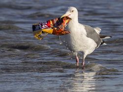 Potret Miris Kala Hewan-hewan Terjebak Sampah Manusia