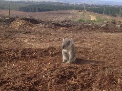 Potret Miris Kala Hewan-hewan Terjebak Sampah Manusia
