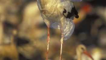 Hmmm, si bangau terpaksa harus pakai baju plastik. (Foto: Brightside)