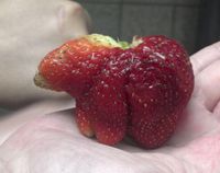 Strawberry Ini Viral Karena Punya Bentuk yang Unik dan Seksi