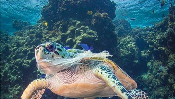Makanan di mulut penyu ini bukanlah ubur-ubur melainkan sampah plastik. (Foto: Brightside)