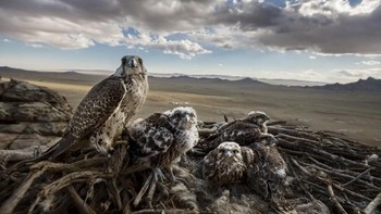 Juara 1 Nature, Stories. Fotografer: Brent Stirton. Foto: World Press Photo