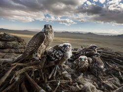 Karya Memukau Jawara World Press Photo 2019