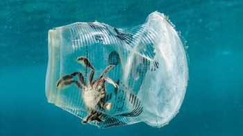 Sampah plastik minuman membuat kepiting ini terjebak di dalamnya. Foto ini diambil di Teluk Batangas, Filipina. (Foto: Brightside)