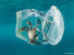 Potret Miris Kala Hewan-hewan Terjebak Sampah Manusia