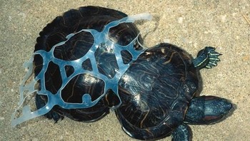 Miris! tubuh penyu ini terjebak oleh ikatan plastik sehingga membuat tubuhnya turut terluka. (Foto: Brightside)