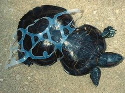 Potret Miris Kala Hewan-hewan Terjebak Sampah Manusia