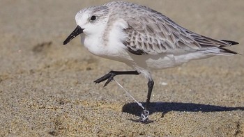 Kaki burung sanderling susah berjalan lantaran terjebak tali plastik. (Foto: Brightside)