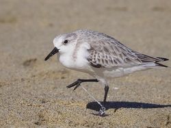 Potret Miris Kala Hewan-hewan Terjebak Sampah Manusia