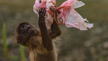 Si monyet di Ethiopia yang seolah sedang bermain dengan plastik sampah, yang notabene butuh waktu bertahun-tahun untuk bisa terurai. (Foto: Brightside)