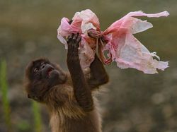 Potret Miris Kala Hewan-hewan Terjebak Sampah Manusia