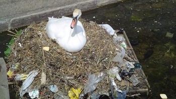 Angsa yang membuat rumahnya sendiri dari plastik sampah. (Foto: Brightside)
